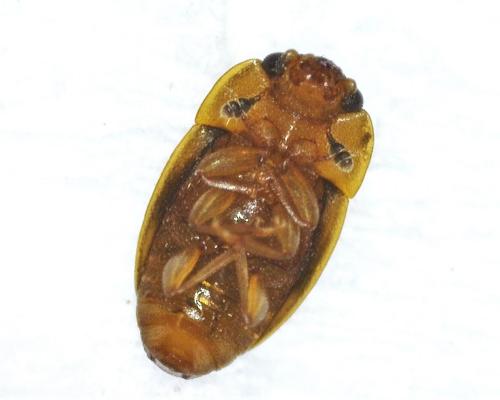 Epuraea ocularis
